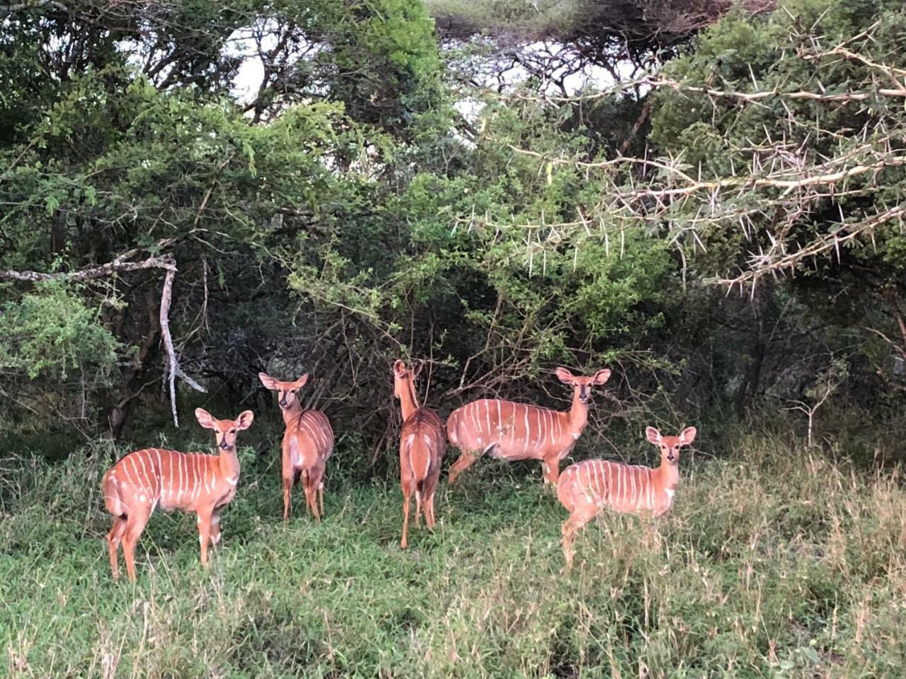Msunduze River Lodge Mkuze Экстерьер фото